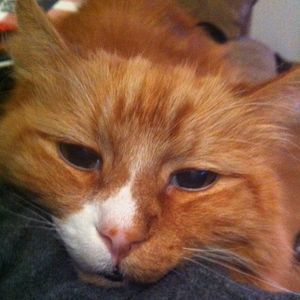 Meet your Posher, Lori